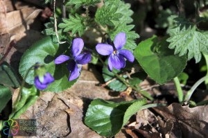 Viola odorata (1200 x 801)5.jpg